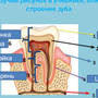Строение зуба 8 класс биология рисунок