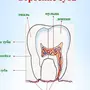 Строение зуба 8 класс биология рисунок