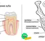 Строение Зуба 8 Класс Биология Рисунок