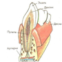 Строение зуба 8 класс биология рисунок