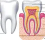 Строение зуба 8 класс биология рисунок
