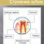 Строение зуба 8 класс биология рисунок