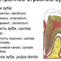 Строение зуба 8 класс биология рисунок