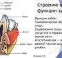 Строение Зуба 8 Класс Биология Рисунок