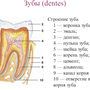 Рисунок строение зуба