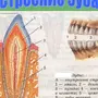 Рисунок строение зуба