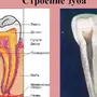 Рисунок строение зуба