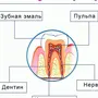 Рисунок строение зуба