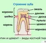 Рисунок строение зуба