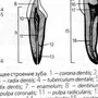 Рисунок строение зуба