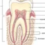 Рисунок строение зуба