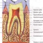 Рисунок Строение Зуба
