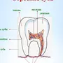 Рисунок Строение Зуба