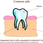 Рисунок Строение Зуба