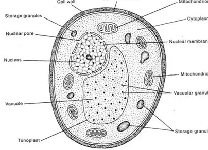 Клетка гриба рисунок
