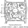 Клетка Гриба Рисунок