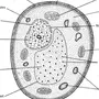 Клетка гриба рисунок