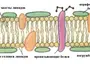 Строение клеточной мембраны рисунок