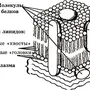 Строение клеточной мембраны рисунок