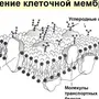 Строение Клеточной Мембраны Рисунок