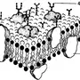 Строение клеточной мембраны рисунок