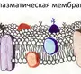 Строение клеточной мембраны рисунок