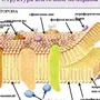 Строение клеточной мембраны рисунок