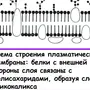 Строение клеточной мембраны рисунок