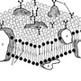 Строение клеточной мембраны рисунок