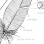 Контурное перо птицы строение и рисунок