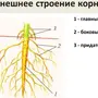 Зоны корня рисунок