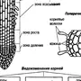 Зоны корня рисунок