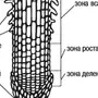 Зоны корня рисунок