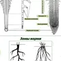 Зоны Корня Рисунок