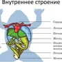 Строение лягушки рисунок