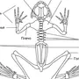Строение лягушки рисунок