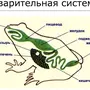 Строение Лягушки Рисунок