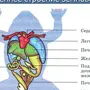 Строение лягушки рисунок