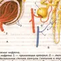 Строение нефрона 8 класс биология рисунок