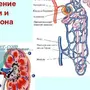 Строение Нефрона 8 Класс Биология Рисунок