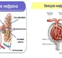 Строение нефрона 8 класс биология рисунок