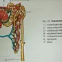 Строение Нефрона 8 Класс Биология Рисунок