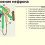 Строение нефрона 8 класс биология рисунок