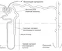 Строение нефрона 8 класс биология рисунок