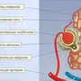 Строение нефрона 8 класс биология рисунок