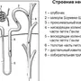 Строение нефрона 8 класс биология рисунок