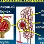 Строение нефрона 8 класс биология рисунок