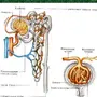 Строение нефрона 8 класс биология рисунок