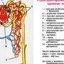 Строение нефрона 8 класс биология рисунок