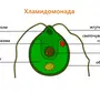 Строение Хламидомонады Рисунок